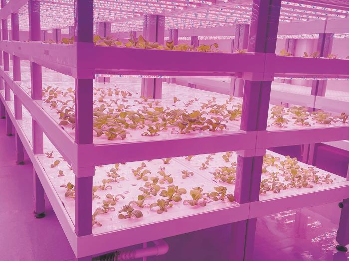 在物美植物工廠里，通過(guò)LED燈的照射，蔬菜散發(fā)勃勃生機(jī)。受訪者供圖